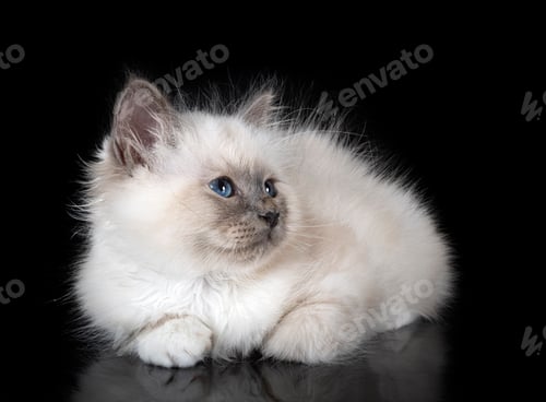 Preview: birman cat in studio