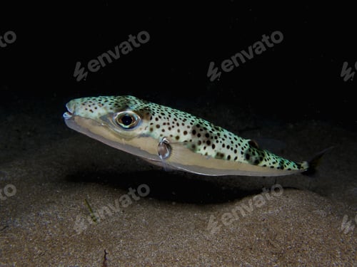 Preview: Silver-cheeked toadfish from Cyprus