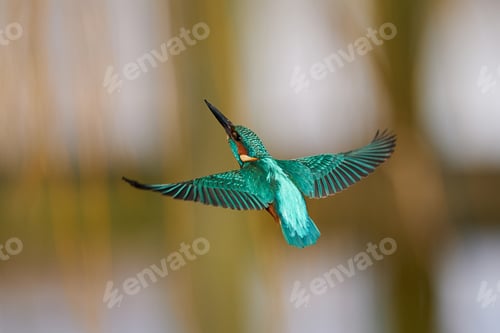 Preview: Common kingfisher (Alcedo atthis)