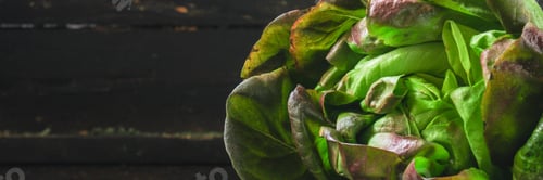 Preview: Lettuce Or Romano Salad, Salad Leaves (Lettuce Bush, Green Crop Petals, Vitamins Roman Salad