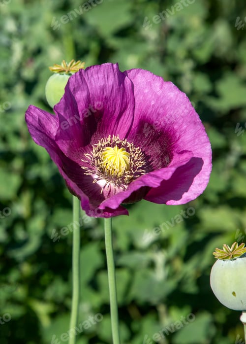 Preview: Opium poppy heads, close-up. Papaver somniferum, commonly known as the opium poppy