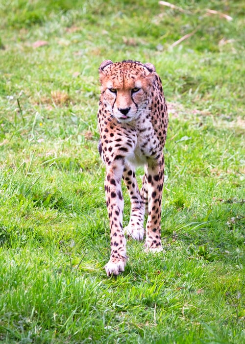 Preview: North African Cheetah Walking