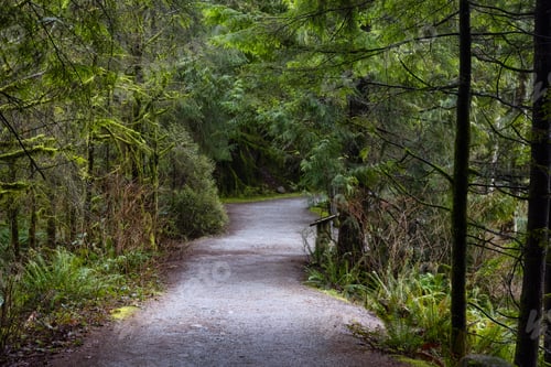Preview: Canadian Rain Forest. View of Fresh Green Trees in the Woods