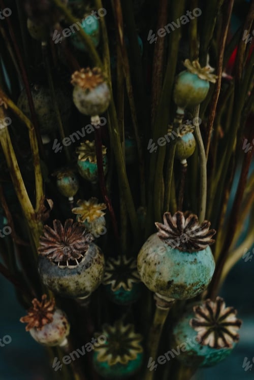 Preview: Natural background