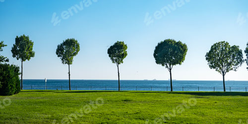 Preview: Landscape with trees on the background of green grass and blue sky on the Black Sea coast.