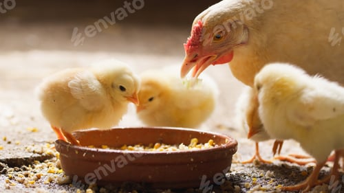 Preview: chicks with mom eat from bowl