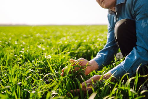 Preview: Green wheat seedlings in hands of a farmer. Male farmer looking at the produce before harvesting.