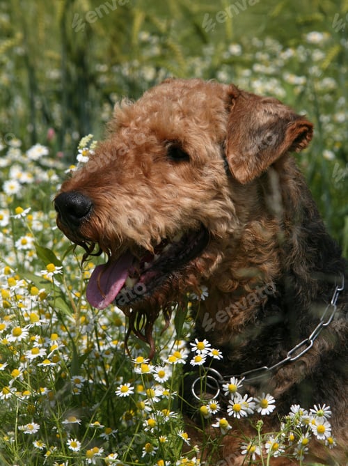 Preview: dog, pet, terrier, dogs