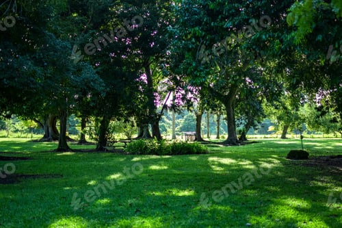 Visualização: Beautiful view of a park with green fields and trees at day time