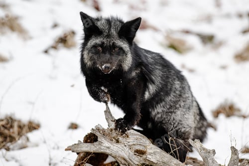 Preview: Black fox in the snowy forest