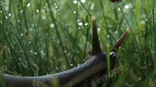 Preview: Snail in macro photography.Creative. An insect with long whiskers sits in a long green grass on