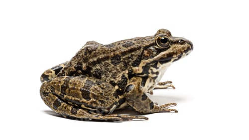 Preview: Green frog wild amphibian wildlife animal in profile