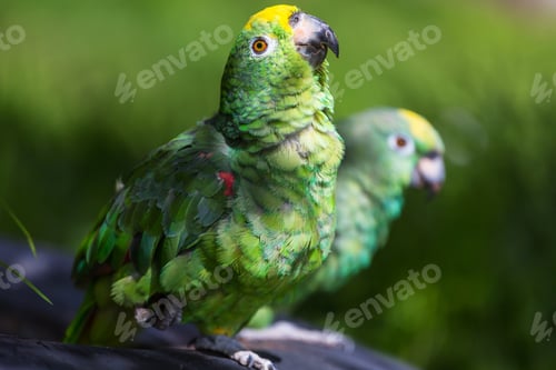 Preview: Parrot
