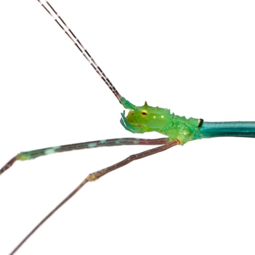 Preview: Close-up of Myronides Sp, stick insect, in front of white background