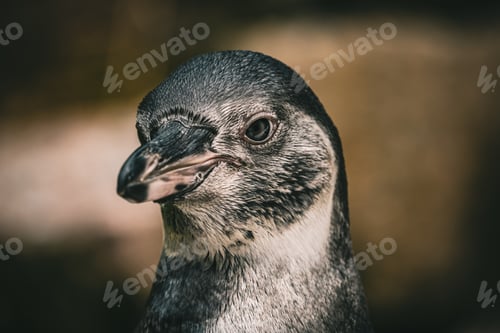 Preview: Selective focus shot of a duck Salvadori's teal head