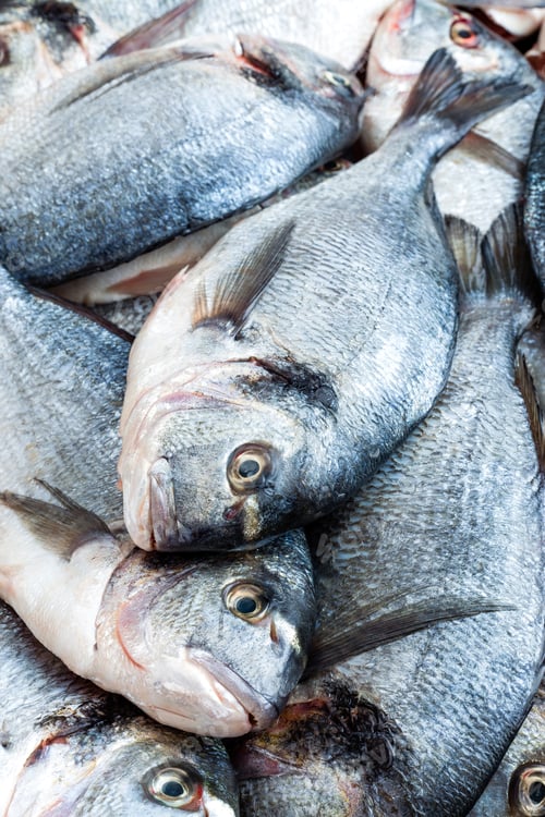 Preview: Fish. Fresh sea bream. Raw dorado fish