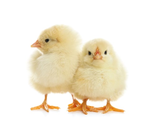Preview: Cute fluffy baby chickens on white background