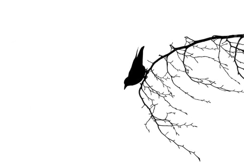 Preview: Perching Crow
