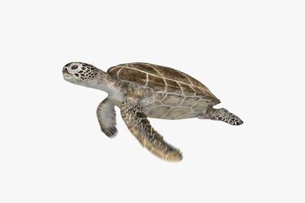 Visualização: Tartaruga marinha verde animada