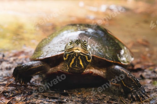 Preview: Turtle in mud on a sunny day
