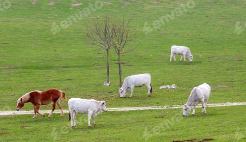 Preview: Haflinger horse walking and chianina cattle grazing in green pasture