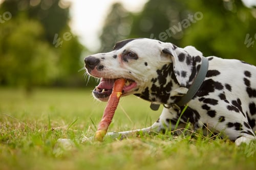 Preview: Dalmatian Dog Chewing on a Treat in Grass