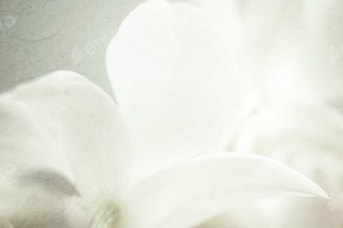 Preview: Sweet Orchids On Mulberry Paper Texture For Background