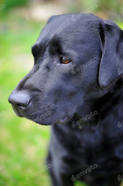 Preview: Black labrador retriever