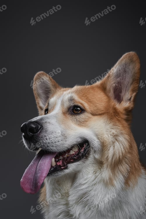 Preview: Studio image of smiling redhead welsh corgi dog.