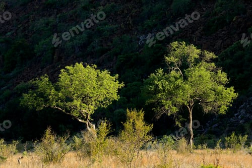 Preview: African savannah trees - Kruger National Park