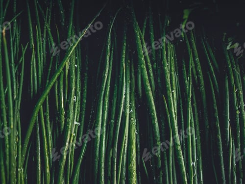 Preview: full frame shot of leek sprouts covered with droplets