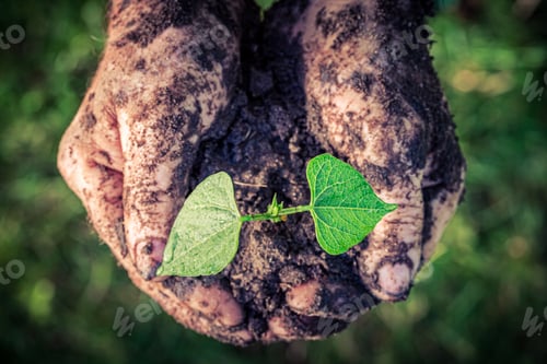 Preview: Hands holding a small plant in garden in summer
