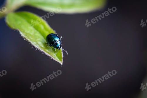 Preview: Willow leaf beetle on a clematis leaf