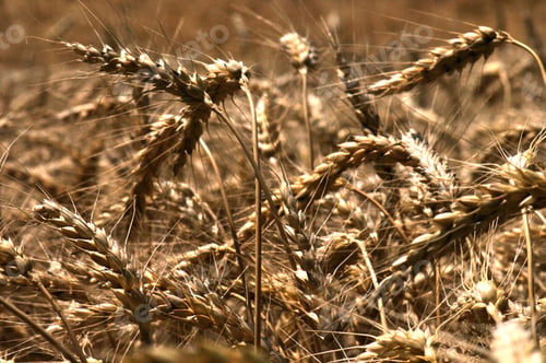 Preview: Wheat field ripe for summer harvest