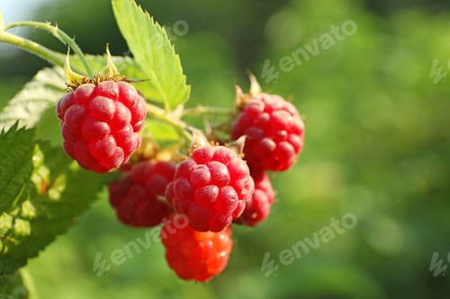 Preview: Branch with delicious ripe raspberries on bush, closeup. Space for text