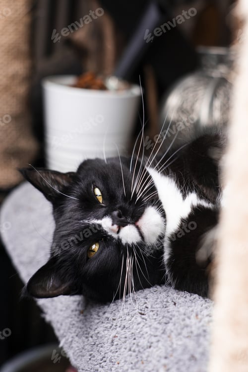 Preview: Vertical shot of a tuxedo cat laying on a bed looking at the camera with a blurred background