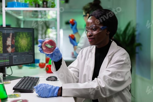 Preview: African american chemist researcher holding petri dish with vegan meat