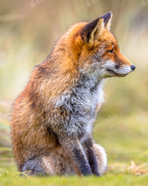 Preview: Fox sitting in grass
