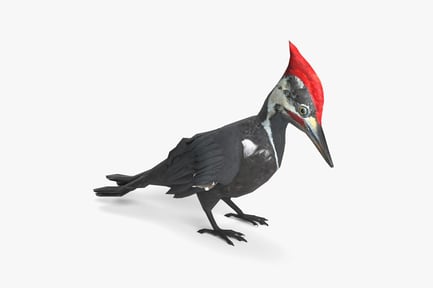 Preview: Pileated Woodpecker - Animated and Rigged