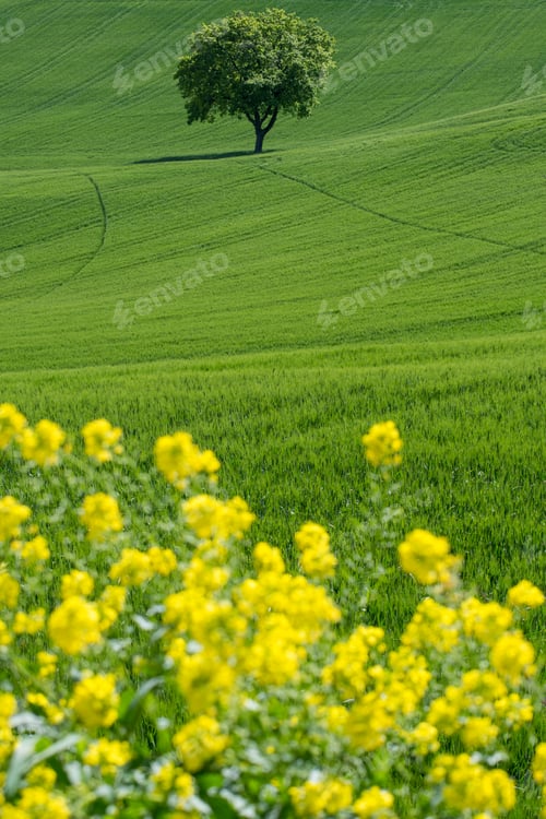 Preview: Field Of Flowers on a sunny day