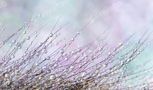 Preview: Water drops on a fluffy plant, natural background, abstract background, texture.