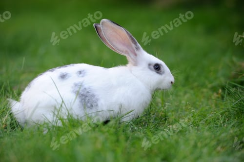 Preview: Rabbit
