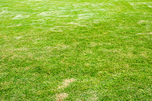 Preview: Green lawn blank space pattern