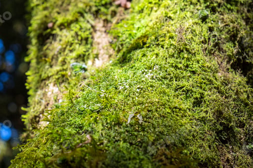 Vorschau: Aus nächster Nähe wachsen grüne Flechtenmoos-Pflanzen