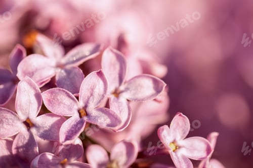 Preview: Light blurry photo of lilac. A blooming bush of purple flowers.