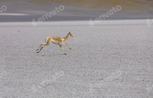 Preview: Vicuna