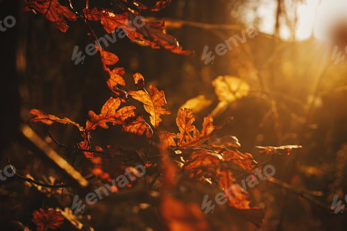 Preview: Beautiful autumn leaves in evening sun light. Autumnal background. Oak tree branches in sunset