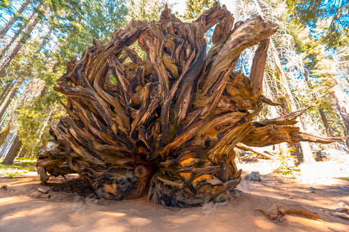 Preview: The roots of a giant tree in Sequoia National Park, California. United States