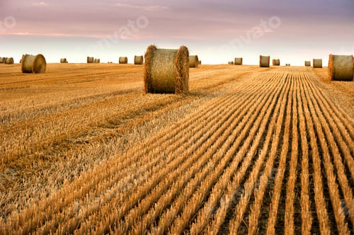 Preview: stubble of wheat and bales of straw in rolls against the evening sky