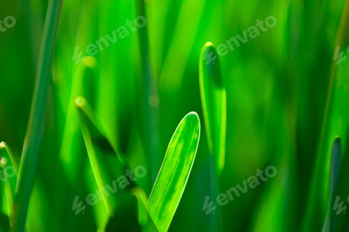 Preview: Beautiful green